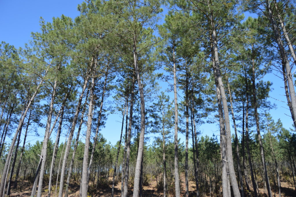 location gites à Peyrehorade dans les Landes - Les Gîtes d'Andriou